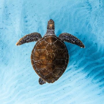 Ocean Film Festival World Tour 2026